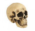FOAM SKULL 22 CMS (26276)