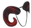 RAM HORNS (18747)